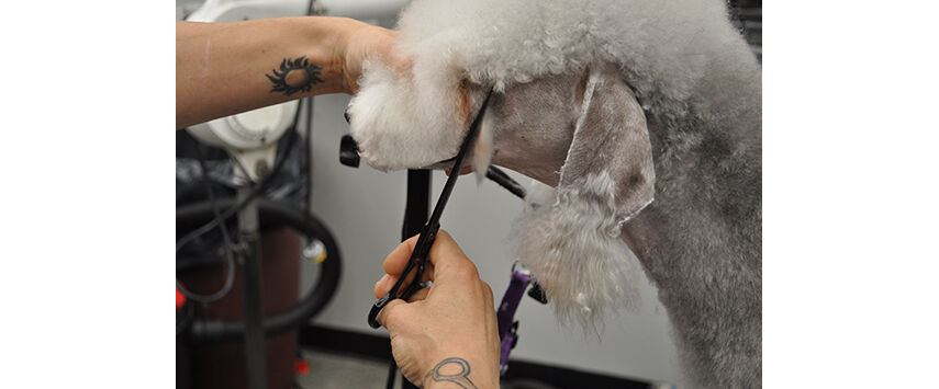 How to Groom a Bedlington Terrier